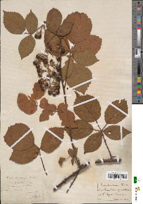 spécimen de Rubus dumetorum