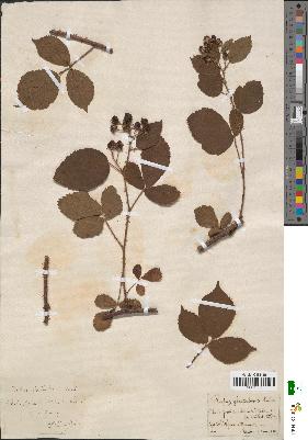 spécimen de Rubus glandulosus