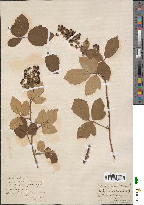 spécimen de Rubus × subertii