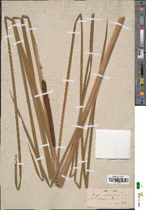 spécimen de Typha angustifolia