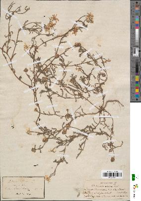 spécimen de Anthemis mixta