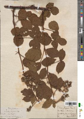 spécimen de Rubus lejeunei