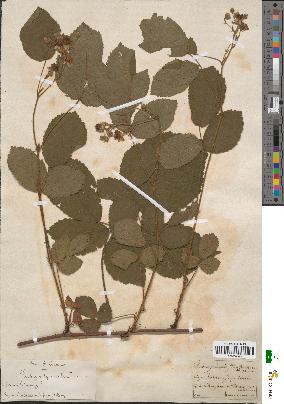 spécimen de Rubus vulgaris
