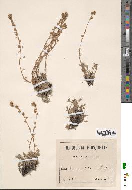 spécimen de Artemisia glacialis