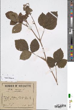 spécimen de Rubus caesius