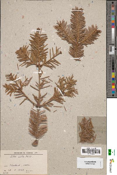 spécimen de Abies alba