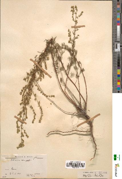 spécimen de Artemisia campestris