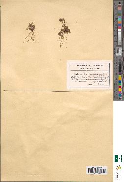 spécimen de Artemisia spicata