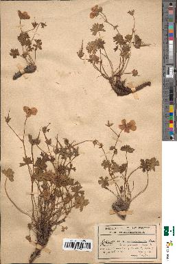 spécimen de Geranium cinereum