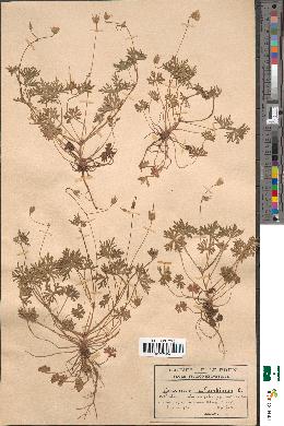 spécimen de Geranium columbinum