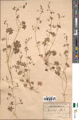 spécimen de Geranium molle