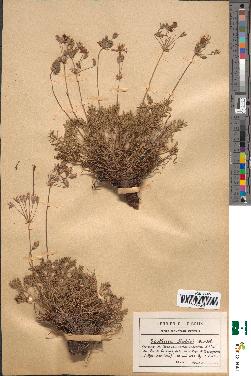spécimen de Erodium rodiei