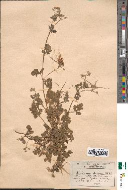 spécimen de Erodium chium