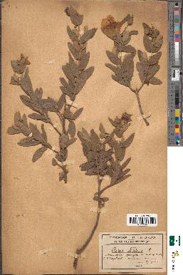 spécimen de Cistus albidus