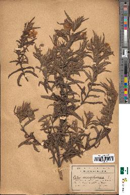 spécimen de Cistus monspeliensis