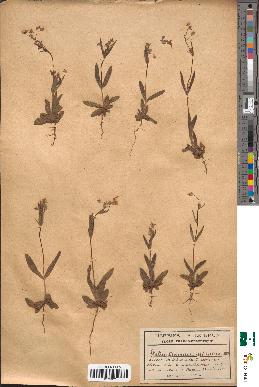 spécimen de Helianthemum guttatum