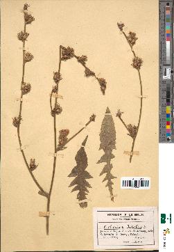 spécimen de Cichorium intybus