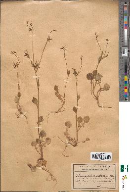 spécimen de Rhagadiolus stellatus