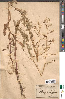 spécimen de Lactuca scariola