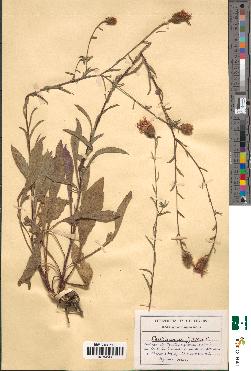 spécimen de Centaurea jacea