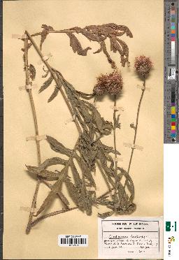 spécimen de Centaurea scabiosa