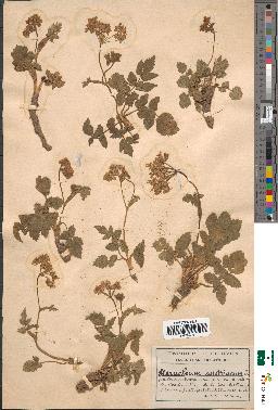 spécimen de Heracleum austriacum