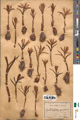 spécimen de Bulbocodium vernum
