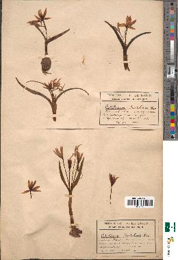 spécimen de Colchicum bertolonii