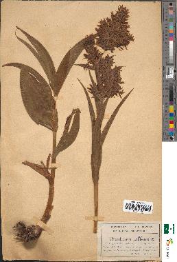 spécimen de Veratrum album