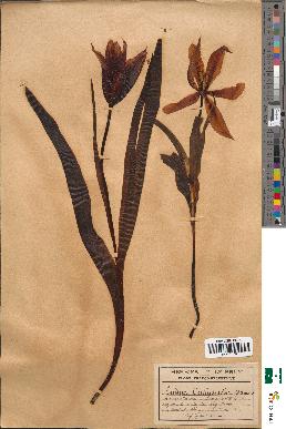 spécimen de Tulipa oculus-solis