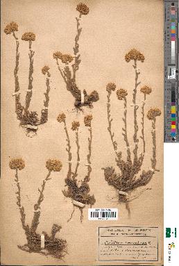 spécimen de Achillea tomentosa