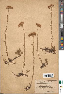 spécimen de Achillea tomentosa