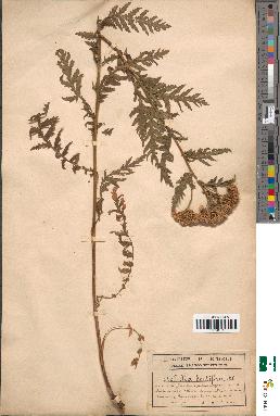 spécimen de Achillea dentifera
