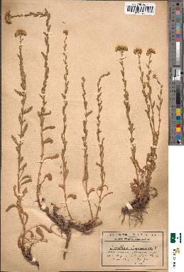 spécimen de Achillea ageratum