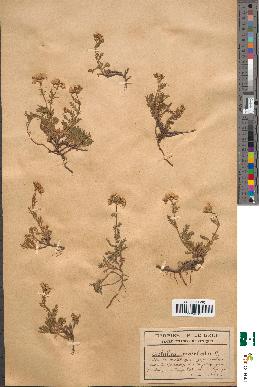 spécimen de Achillea moschata