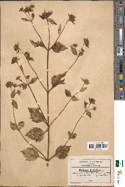spécimen de Bidens bullata