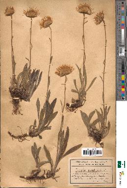 spécimen de Inula montana