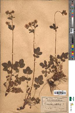 spécimen de Potentilla rupestris