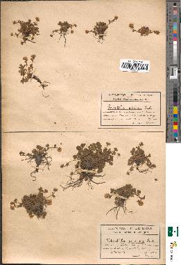 spécimen de Potentilla grandiflora