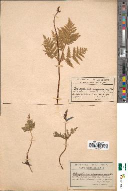 spécimen de Botrychium virginianum