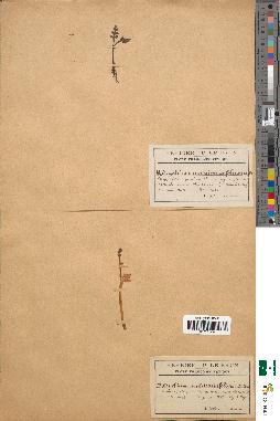 spécimen de Botrychium matricariifolium