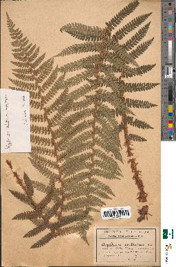 spécimen de Aspidium aculeatum