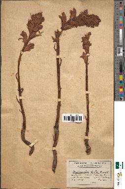 spécimen de Orobanche speciosa