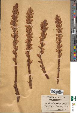 spécimen de Orobanche rubens