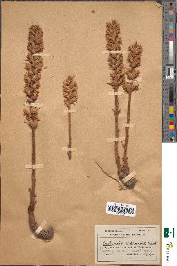 spécimen de Orobanche artemisiae