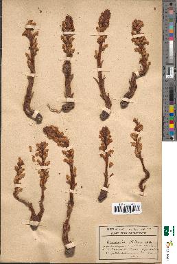 spécimen de Orobanche hederae