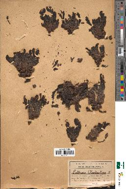 spécimen de Lathraea clandestina