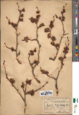 spécimen de Prunus brigantiaca