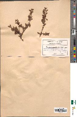spécimen de Prunus prostrata