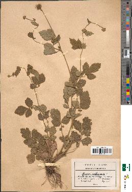 spécimen de Geum urbanum